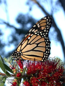 Click for Information on the Monarch Butterfly