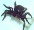 Click for Information on the Mouse Spider