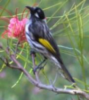 Click for Information on the New Holland Honey Eater