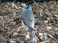 Click for Information on the Noisy Miner