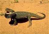 Northern Bearded Dragon