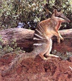 Click for Information on the Numbat