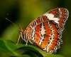 Click for Information on the Orange Lacewing Butterfly