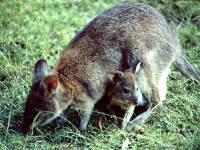Click for Information on Kangaroos, Wallabies and Pademelons