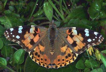 Click for Information on the Painted Lady Butterfly