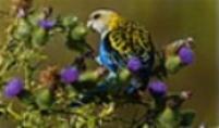 Click for Information on the Pale Headed Rosella