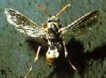Click for Information on Paper Wasps