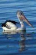 Click for Information on the Australian Pelican