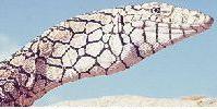 Perentie