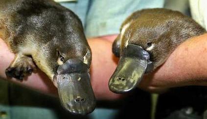 Click for Information on the Platypus