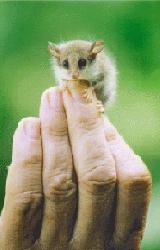 CLick for Information on the Mountain Pygmy Possum