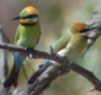 Rainbow Bee Eater