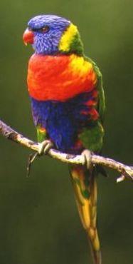 Click for Information on the Rainbow Lorikeet