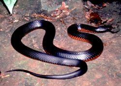Click for Information on the Red-bellied Black Snake