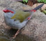 Red Browed Firetail