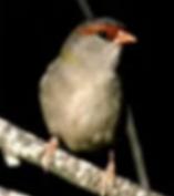 Red Browed Finch