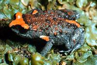 Click for Information on the Red Crowned Toadlet