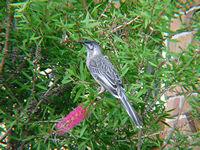 Red Wattlebird
