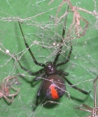 Click for Information on the Redback Spider