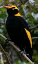 Regent Bower Bird