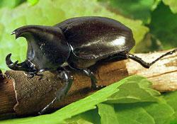Click for Information on the Rhinoceros Beetle