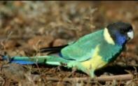 Ringneck Parrot