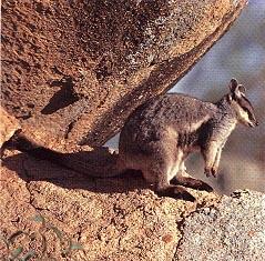 Rock Wallaby