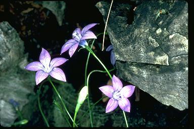 Click for Information on the Royal Bluebell (Wahlenbergia gloriosa)