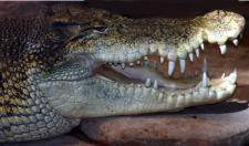 Salt Water Crocodile
