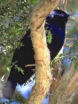 Click for Information on the Satin Bowerbird