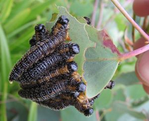 Sawfly Larva