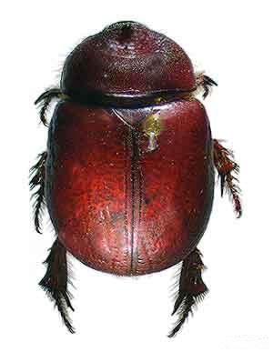Click for Information on Blackbolbus puncticollis