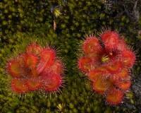Scented Sundew