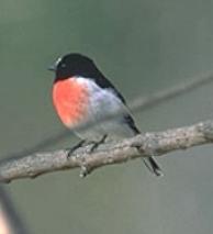Scrub Wren