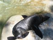 Australian Fur Seal