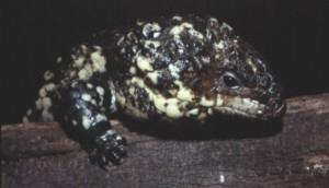 Shingleback