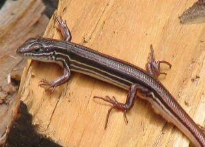 Skink