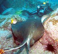 Click for Information on the Smooth Stingray