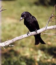 Spangled Drongo