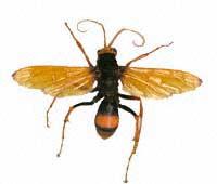 Click for Information on the Spider Wasp
