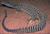 Spiny Tailed Monitor