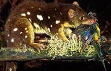 Click for Information on the Tiger Quoll
