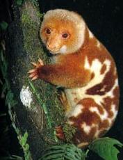 Click for Information on the Spotted Cuscus