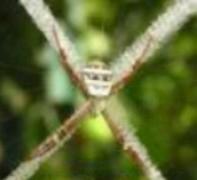 St Andrew's Cross Spider
