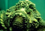 Click for Information on the Stonefish