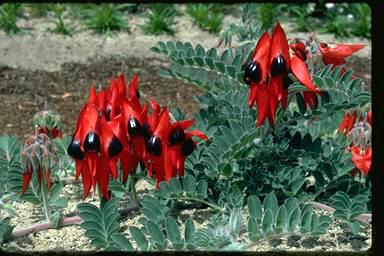 Click for Information on Sturt's Desert Pea (Swainsona formosa)