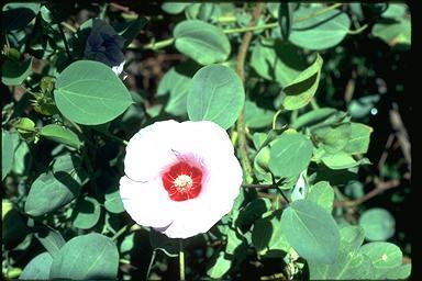 Click for Information on Sturt's Desert Rose (Gossypium sturtianum)