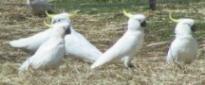 Sulphur Crested Cockatoo