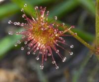 Click for Information on the Sundew [Drosera]