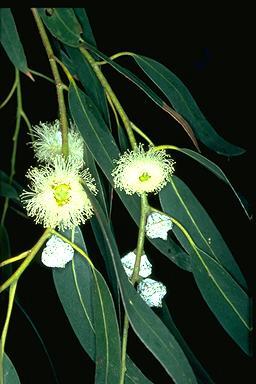 Click for Information on the Tasmanian Blue Gum (Eucalyptus globulus)